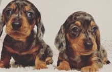 Puppies for sale dachshund - United Kingdom, Edinburgh