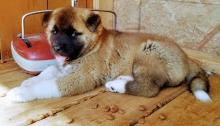 Puppies for sale akita - Ireland,  	Thurles