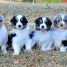 Puppies for sale australian shepherd - Ireland, Dublin