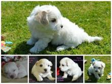 Puppies for sale other breed, coton de tulear - Bulgaria, Sofia. Price 10 €