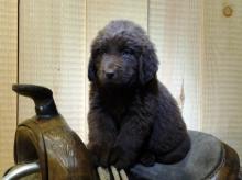 Puppies for sale newfoundland - Finland, Helsinki. Price 10 €