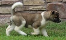 Puppies for sale akita - Ireland,  	Tullamore