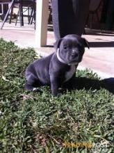 Puppies for sale staffordshire bull terrier - Canada, Manitoba, Winnipeg