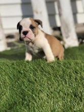 Puppies for sale english bulldog - Kyrgyzstan, Bishkek