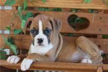Puppies for sale boxer - Ireland, Cork