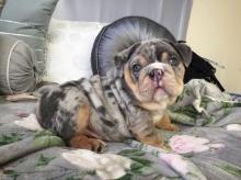 Puppies for sale english bulldog - Ireland, Dublin