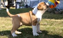 Puppies for sale other breed, alapaha blue blood bulldog - Ireland, Dublin