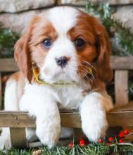 Puppies for sale king charles spaniel - Finland, Turks