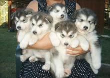 Puppies for sale haski, blue eyes siberian husky puppies - Ireland, Belfast