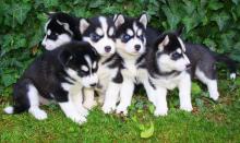 Puppies for sale haski, blue eyes siberian husky puppies - Ireland, Galway