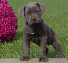 Puppies for sale italian corso dog - Hungary, Budapest