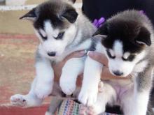 Puppies for sale haski, blue eyes siberian husky puppies - Cyprus, Nicosia