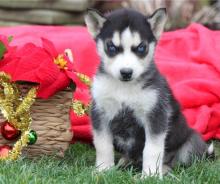 Puppies for sale haski, blue eyes siberian husky puppies - Germany, Leipzig