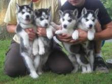 Puppies for sale haski, blue eyes siberian husky puppies - Ireland, Kilkenny