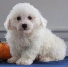 Puppies for sale bichon - Spain, Navarra