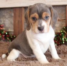 Puppies for sale beagle - Poland, Grudenets