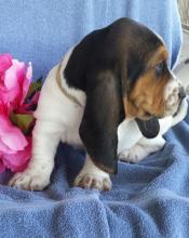 Puppies for sale basset hound - Cyprus, Larnaca