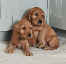 Puppies for sale , cocker-spaniel puppies - Moldova, Balti