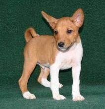 Puppies for sale basenji - Cyprus, Larnaca