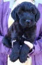 Puppies for sale , whoodle - Poland, Radom