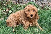 Puppies for sale , cockapoo pups - Turkmenistan, Ashgabat