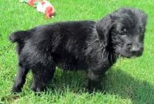 Puppies for sale , boxerdoodle - Romania, Brasov