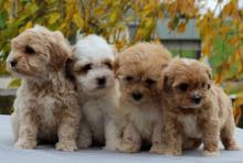 Puppies for sale , havapoo - Latvia, Jekabpils