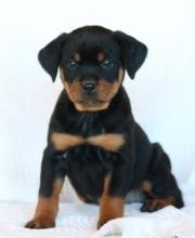 Puppies for sale rottweiler - United Kingdom, Birmingham