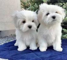 Puppies for sale maltese - United Kingdom, Birmingham