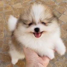 Puppies for sale pomeranian spitz - Germany, Augsburg