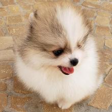 Puppies for sale pomeranian spitz - Germany, Aihvald