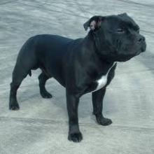 Puppies for sale staffordshire bull terrier - Slovenia, Kralevitse