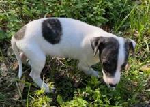 Puppies for sale uippet - Greece, Serres