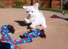 Puppies for sale maltese - Kazakhstan, Oral. Price 400 €