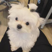 Puppies for sale maltese - Canada, Ontario