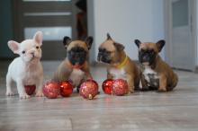 Puppies for sale bull terrier, french bulldog - Moldova, Bender