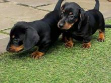 Puppies for sale dachshund - Malta, Valletta. Price 11 €