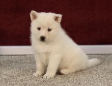 Puppies for sale papillon and phalene, pomsky - Germany, Cottbus. Price 10 €
