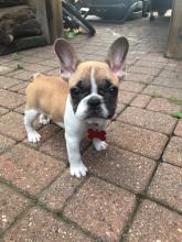 Puppies for sale french bulldog, french bulldog - Romania, Constanta