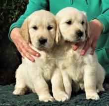 Puppies for sale golden retriever - Denmark, Kopenagen. Price 11 €