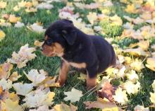 Puppies for sale , rottweiler - Bulgaria, Rousse