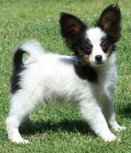 Puppies for sale papillon and phalene - Czech Republic, Prague. Price 11 €