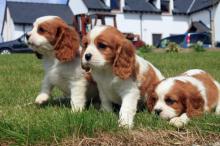 Puppies for sale king charles spaniel - Malta, Valletta. Price 10 €