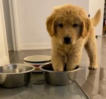 Puppies for sale golden retriever - United Kingdom, Nottingham