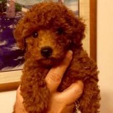 Puppies for sale toy-poodle - Malta, Valletta. Price 11 €