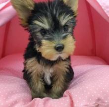 Puppies for sale yorkshire terrier - USA, Maryland