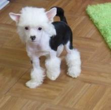 Puppies for sale chinese crested dog - Ireland, Dublin. Price 11 €