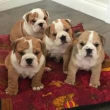 Puppies for sale english bulldog - Netherlands, Rotterdam. Price 11 €