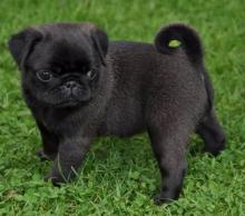 Puppies for sale pug - Malta, Valletta. Price 11 €