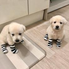 Puppies for sale labrador retriever - Slovakia, Pardubice